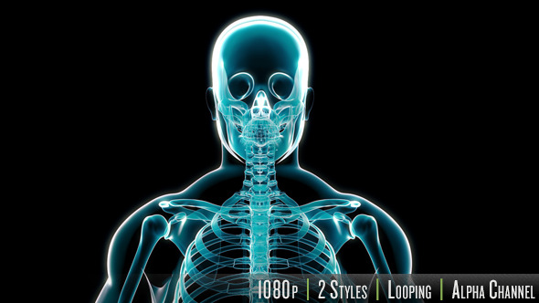 X-Ray of Human Skeleton