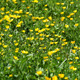Yellow Flowers - VideoHive Item for Sale