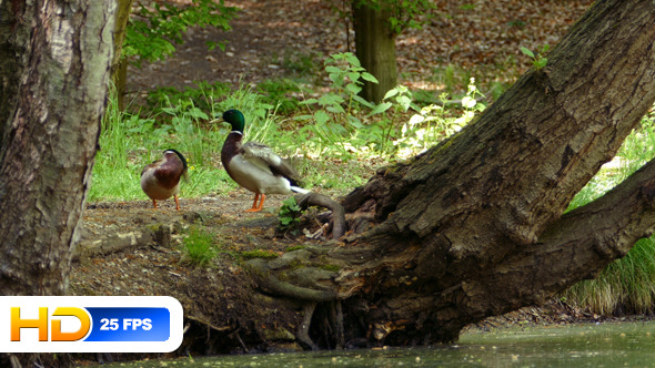 Ducks at Natural Pond in Forest