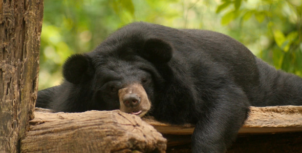 Black Bear Sleeping