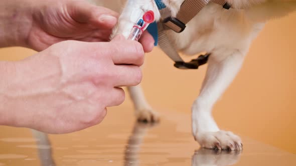 Veterinarian Taking Blood Sample of a Dog in Animal Hospital