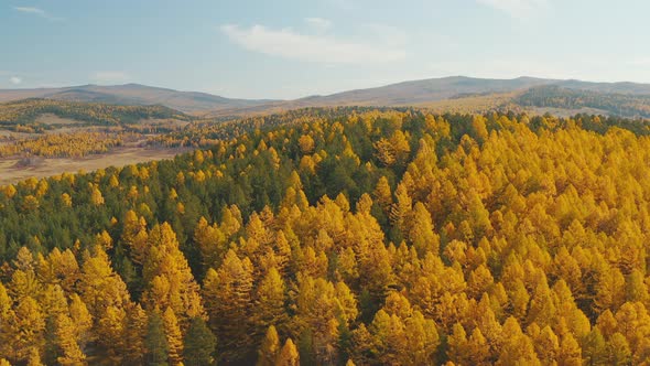 Flight over pine tree forest Magnificent autumn colors