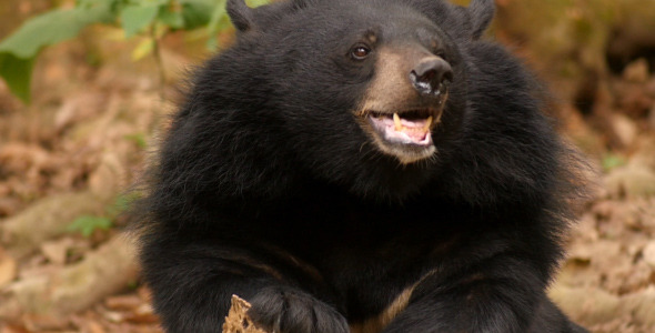 Black Bear Male Adult