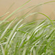 Grass 2 - VideoHive Item for Sale