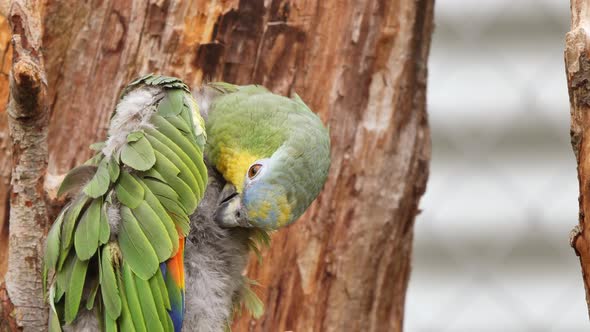 Green yellow macaw parrot washing herself with beak during early morning