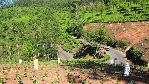 Road Between Tea Plantations In Munnar Kerala