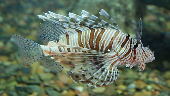 Lionfish Zebrafish Underwater