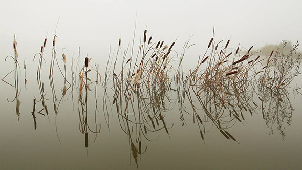 Lake In Mist - Stems Of Reeds Reflected In Water