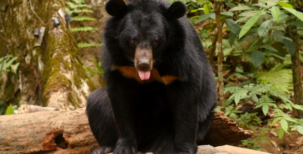 Black Bear Sitting