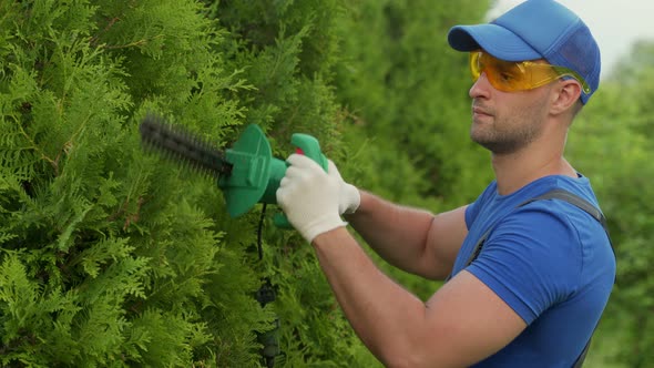 A Male Gardener Wearing Safety Glasses Cuts and Shapes a Thuja Hedge with an Electric Trimmer