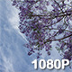 Blooming Purple Jacaranda Tree - VideoHive Item for Sale