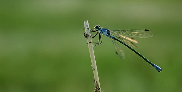 Dragonfly