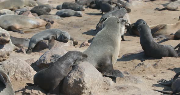 huge colony of brown fur seal in Cape Cross, Namibia safari wildlife