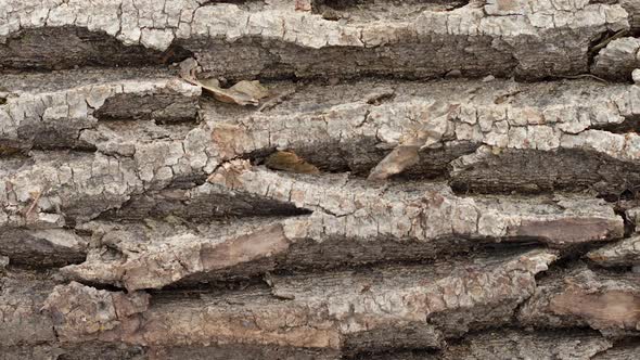 Rough Old Rough Bark of a Large Tree Closeup Slow Motion