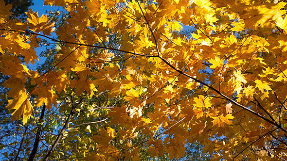 Beautiful Autumn Yellow Leaves
