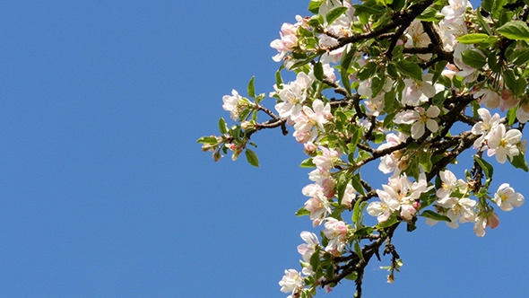 Apple Tree Flower Bright White Illuminated