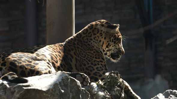 Leopard Resting