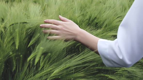 Hand of a farmer touching ripening wheat ears in early summer. Farmer hand in Wheat field