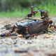 Ants and beetle 2 - VideoHive Item for Sale