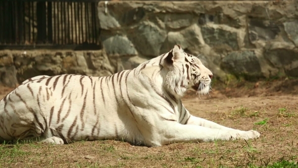 White Tigress