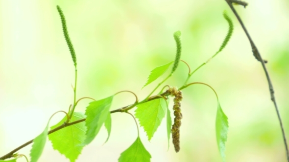 Birch Catkin