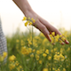 Hand Gently Caresses Field Flowers - VideoHive Item for Sale