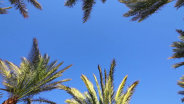 Background With Blue Sky And Palm Leaves