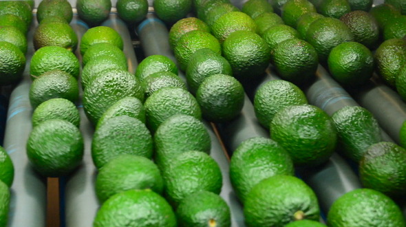 Avocado Hass Fruit Rolling in Industrial Line