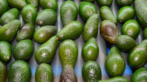 Avocado Hass Fruit Rolling in Industrial Line