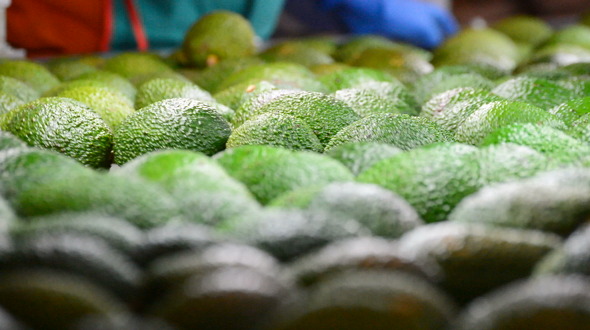 Avocado Hass Fruit Rolling in Packaging Line