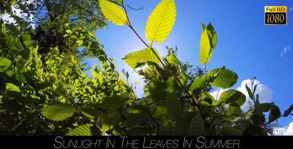Sunlight In The Leaves In Summer