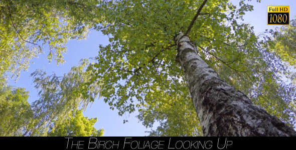 The Birch Foliage Looking Up 2