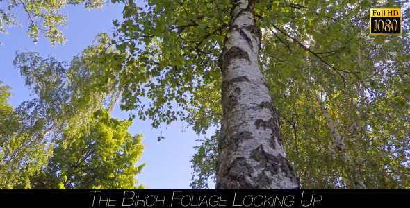 The Birch Foliage Looking Up 3
