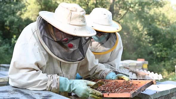 Beekeepers Examining a Hive of Bees