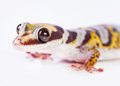 gecko portrait - PhotoDune Item for Sale