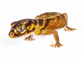 Smooth Knob Tail Gecko - PhotoDune Item for Sale