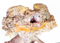 frilled neck lizard - PhotoDune Item for Sale