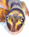 gecko closeup - PhotoDune Item for Sale