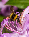 bumblebee - PhotoDune Item for Sale
