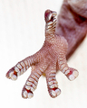 gecko feet - PhotoDune Item for Sale