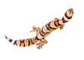 top gecko - PhotoDune Item for Sale