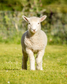 romney lamb - PhotoDune Item for Sale