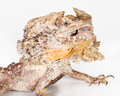 frilled neck lizard - PhotoDune Item for Sale