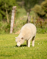 romney lamb - PhotoDune Item for Sale