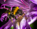 bumblebee feeding - PhotoDune Item for Sale