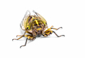 cicada - PhotoDune Item for Sale