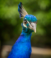 peacock portrait - PhotoDune Item for Sale
