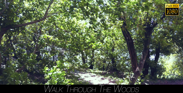 Walk Through The Woods 14