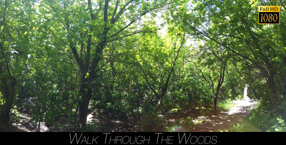 Walk Through The Woods 16