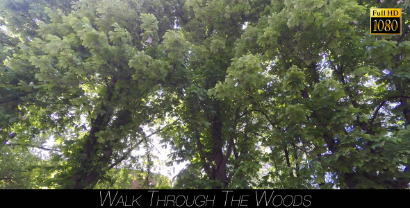 Walk Through The Woods 17